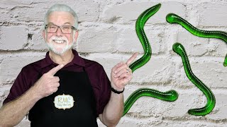 Randy Makes Dill Pickle Gummy Worms for April Fool's Day