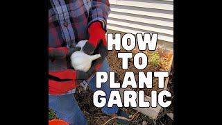 How to Plant Garlic in Your Raised Garden Bed