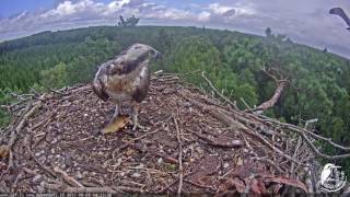20170805  Tina brings a fish back to the nest and Peksis lands on her