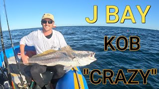 J Bay KOB CHAOS & Great White Shark TAXATION
