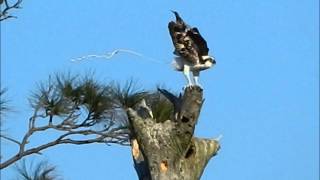 When an Osprey's gotta go, he's gotta go