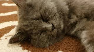 Boboo - The Sleepy Cat