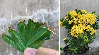 Tips for propagating ornamental flowers by leaves│Ixora coccinea