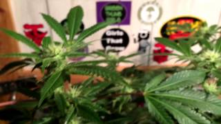 Grow & Tell -Dead Diesel- 6-27-2015