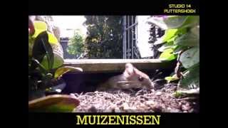 MUIZENISSEN
