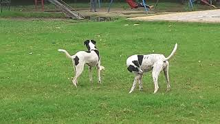 Two dogs masti in park #cute #dogs #puppy #love #viral #reels #instagram #india #doggy #canada #fun