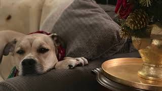 Silent Night 2022 - Marc Lerch