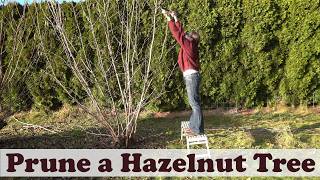How to Prune Hazelnut Trees