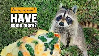 FUNNIEST Animal Videos of the Year 🤣 | January 2026