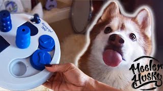 SIBERIAN HUSKY - Intelligence Test - Dog Puzzle Toy Unboxing