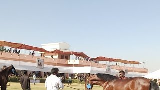 Ransi Horse Show 2023