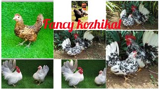 Fancy Rooster Hen 5തരം ഫാൻസി കോഴികൾ 🐓🐓For sale 9562087313
