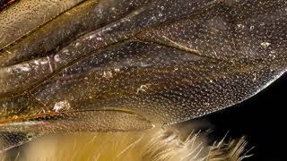 BES MacroPro Photography: Honey bee macro animation