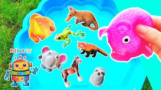 Learn Animal Names & Facts for Babies Kids: Crocodile Pig Gorilla Lorikeet Frog