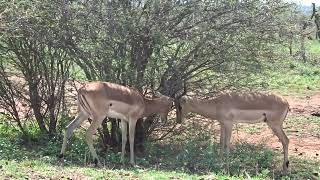 Kruger National Park: due impala che incrociano le corna