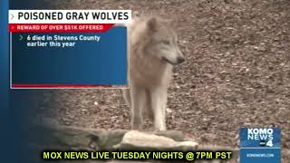 6 Gray Wolves Poisoned! $51,000 REWARD!