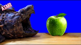 ASMR Turtle Tortoise Eating Apple Fruit 🐢2 ASMR Animal