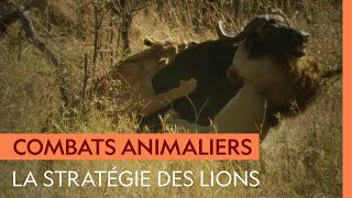 Buffalo, the prey of choice for lion clans