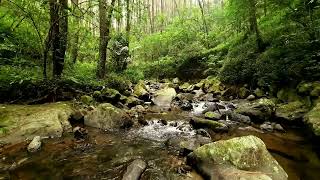Relaxing sounds of blue mountain stream. Nature sounds for stress relief, sleep aid, deep sleep