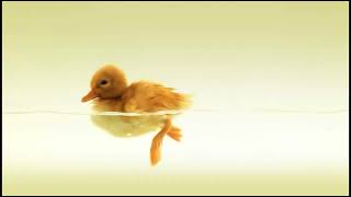 Duckling Animated Wallpaper