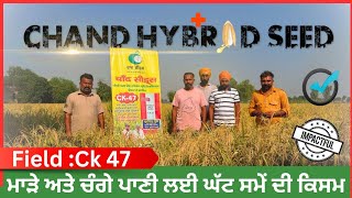 ਚਾਰ ਨੰਬਰ ਤੇ ਸਾਰੇ ਝੋਨਿਆਂ ਤੋਂ ਕਾਰਗਰ ਰਿਹਾ CK47 Hybrid Paddy by Chand hybrid seed