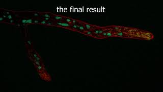Imaging live fungi on a confocal LASER scanning microscope