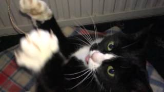 Cat Attack