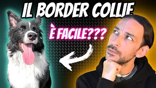 The Border Collie is not as easy as you think!! | 2 years with Knoxy