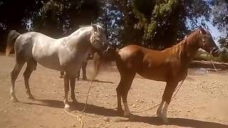 Horse Breeding Hard Trying Many Time Video