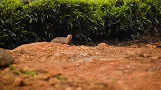 Indian gray mongoose at Nilgiris-@wildlifezone115