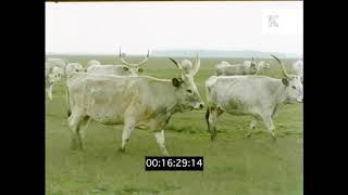 Farming and Rural Life in Eastern Europe, 1970s Hungary, HD