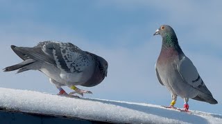 SI-AU SPART OUALE SI I-AM LASAT LIBERI!