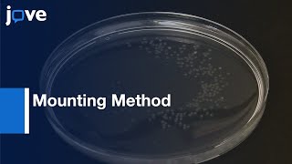 Zebrafish Development Imaging by Mounting Method | Protocol Preview