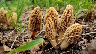 Mushroom Season Has Begun In Licking County! 2018