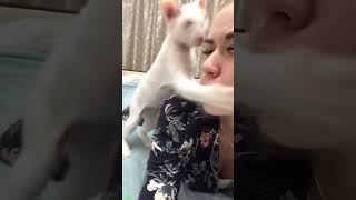 Cute Cats ❤️ funny cats moments ❤️ # Episode 7256