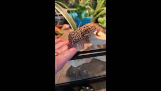 Rexi The Leopard Gecko