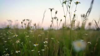 Calming Music for Mindful Focus