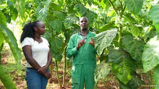 Master the art of growing Tree Tomatoes Every Time and get cash | FARM TOUR |