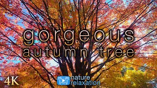 Gorgeous Autumn Tree 4K Screensaver - Natural Window Film