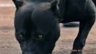 RAVAN RAVAN HOON MEIN |BULLIES | WHO IS MORE DANGEROUS | GREEN SKY |#pitbull #blackpitbull