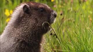 Wildlife-A natural beauty
