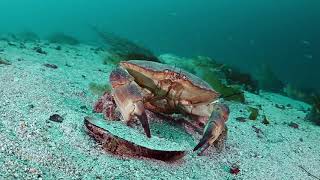 Scuba diving weekend at Bjarkøy - Northern Norway