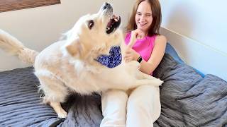 Golden Retriever Goes Crazy  – Funniest Zoomies Ever!