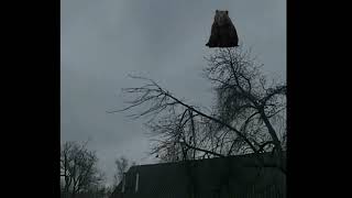 Bear screaming in a tree