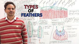 Types of Feathers | Pigeon(Columba Livia) | For IAS,NEET,GATE,NET and BSc