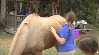 Horses Healing Hearts with Karina Brez