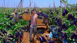 Harvest Eggplant For My Sister To Sell At The Market – Cook With Eggplant For Her - Daily Farm Life
