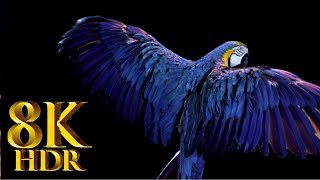 Heavy Extreme 8K HDR 60FPS DOLBY VISION