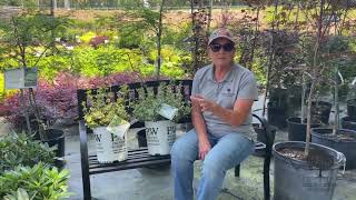 Meet the New Stars: Proven Winners Euonymus Varieties!
