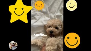 Smile,Puppy can shows his real smile